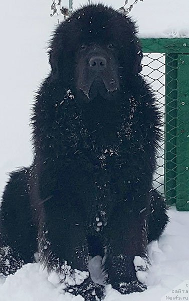 Фото: ньюфаундленд Vpered Zovuschaya s Berega Dona (Вперед Зовущая с Берега Дона)