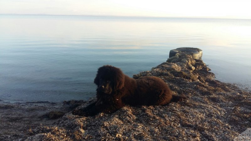 Фото: ньюфаундленд Moya Stihiya Morgan-Griffin (Моя Стихия Морган-Гриффин)