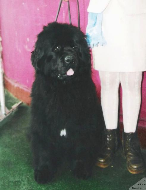 Фото: ньюфаундленд Nijumast Nadin Nimfa Chernogo Ozera (Ньюмаст Надин Нимфа Черного Озера)