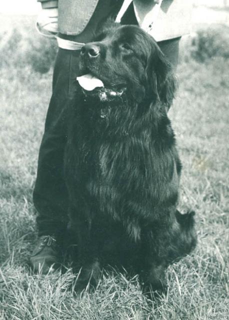 Фото: ньюфаундленд Benita Jarna (Бенита Ярна)