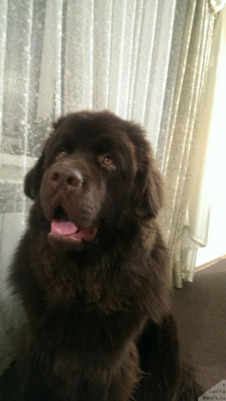 Фото: ньюфаундленд Braunblad MSK Brem Berri (Браунблад МСК Брем Берри)