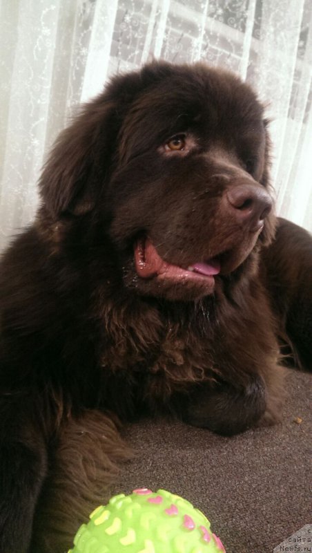 Фото: ньюфаундленд Braunblad MSK Brem Berri (Браунблад МСК Брем Берри)