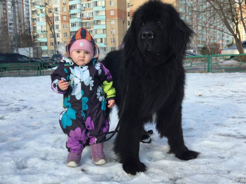 Фото: ньюфаундленд Mag Ispolin Kopperfil'd (Маг Исполин Копперфильд)