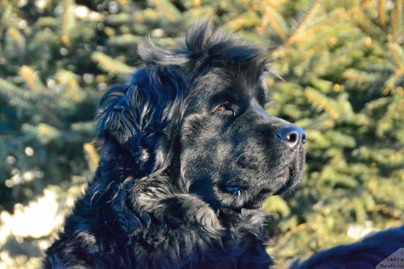 Фото: ньюфаундленд Talisman Morya Magiya Voln (Талисман Моря Магия Волн)