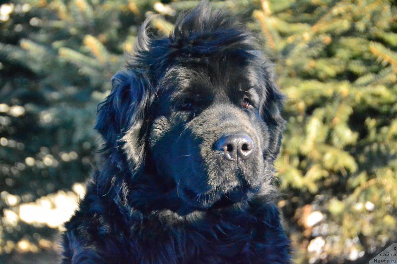 Фото: ньюфаундленд Talisman Morya Magiya Voln (Талисман Моря Магия Волн)