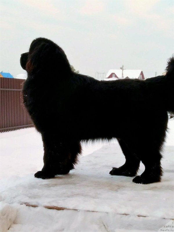 Фото: ньюфаундленд Perun is Antagrada (Перун из Антаграда)