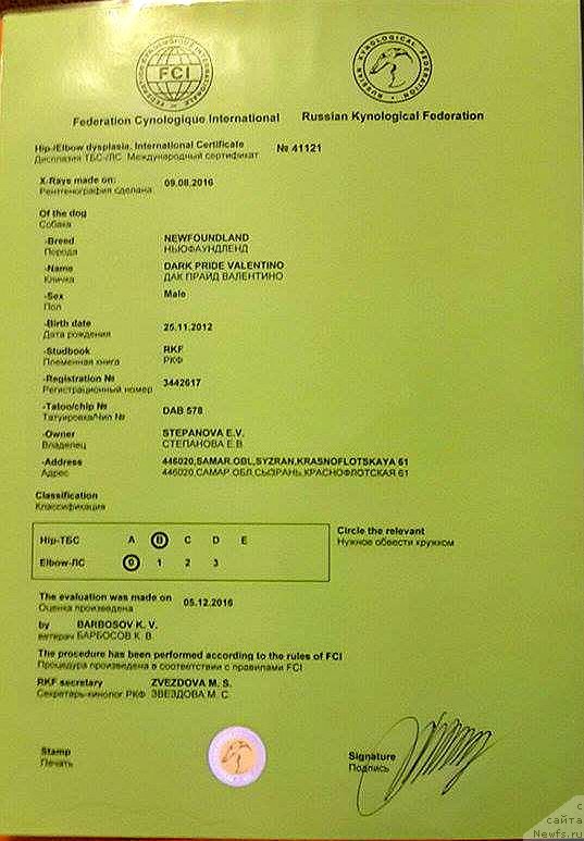Фото: ньюфаундленд Dark Pride Valentino (Дак Прайд Валентино)