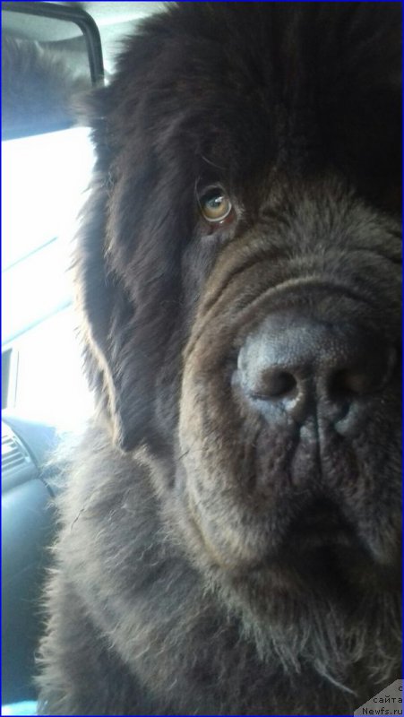Фото: ньюфаундленд Brownblood MSK Veles Alister (Браунблад МСК Велес Алистер)