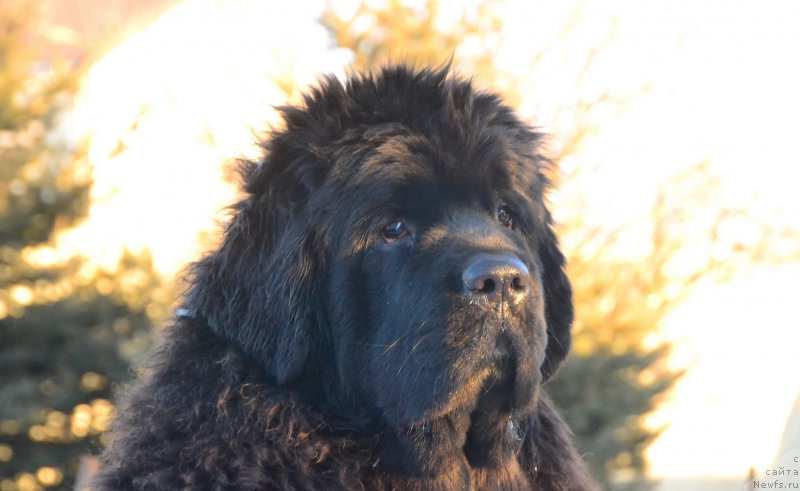 Фото: ньюфаундленд Talisman Morya La-Valetta (Талисман Моря Ла-Валетта)