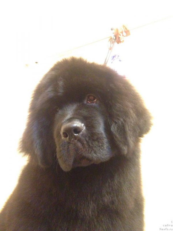 Фотография № 219936