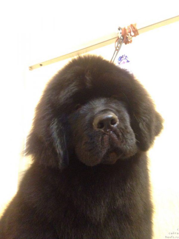 Фотография № 219937