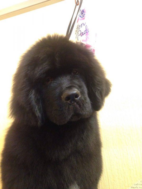 Фотография № 219938