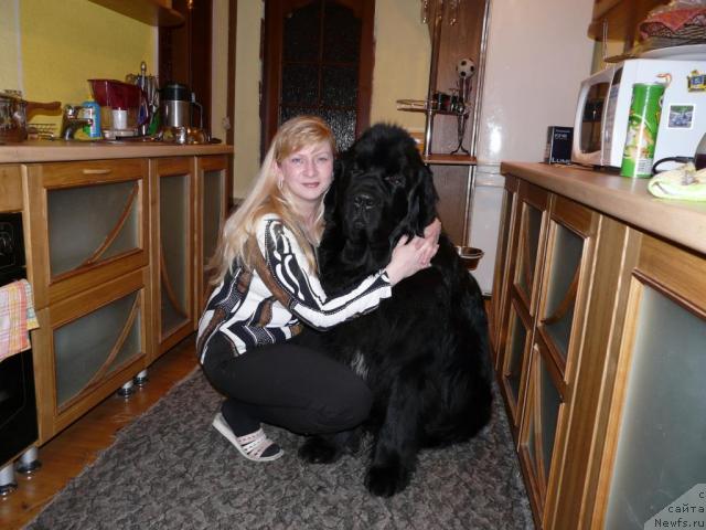 Фото: ньюфаундленд Moroz-Voevoda ot Sibirskogo Medvedya (Мороз-Воевода от Сибирского Медведя), Ol'ga Larina (Ольга Ларина)