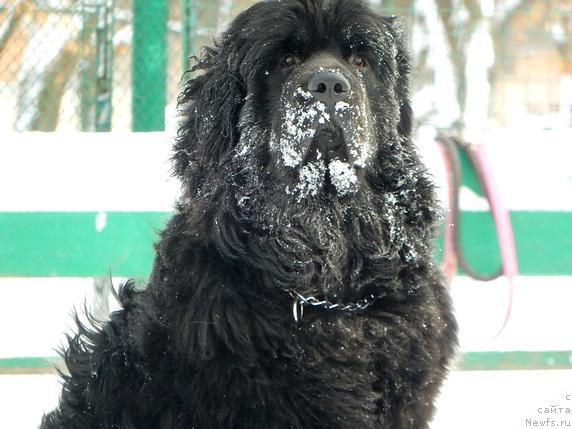 Фото: ньюфаундленд Protey iz Antagrada (Протей из Антаграда)