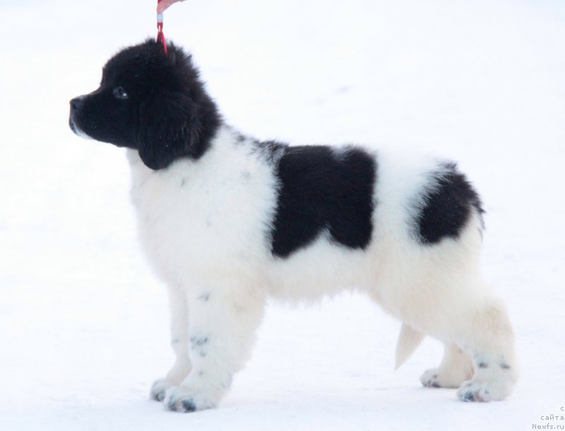 Фото: Аквиан Сонг Тиффани