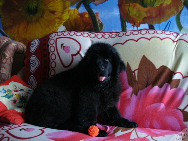 Фото: ньюфаундленд Plyushevaya Panda Mona-Liza (Плюшевая Панда Мона-Лиза)