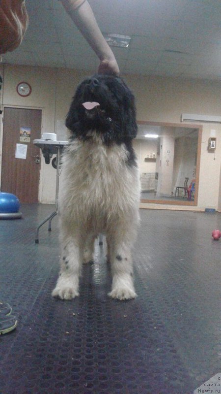 Фото: ньюфаундленд Super Bizon Russkaya Ruletka (Супер Бизон Русская Рулетка)