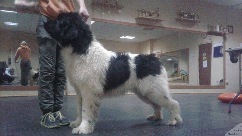 Фото: ньюфаундленд Super Bizon Russkaya Ruletka (Супер Бизон Русская Рулетка)