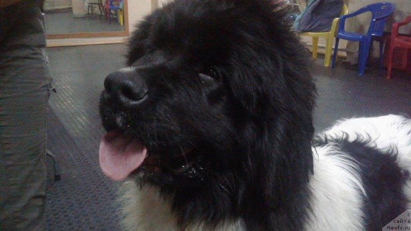 Фото: ньюфаундленд Super Bizon Russkaya Ruletka (Супер Бизон Русская Рулетка)
