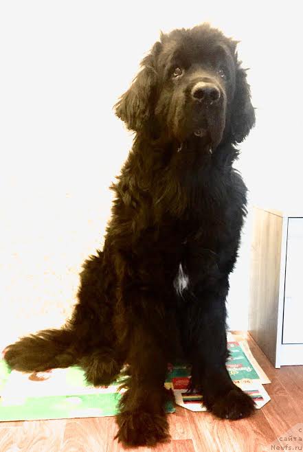 Фото: ньюфаундленд Mag Ispolin Kopperfil'd (Маг Исполин Копперфильд)