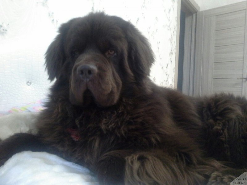 Фото: ньюфаундленд Nyesh Sollar Vind (Нэш Соллар Винд)