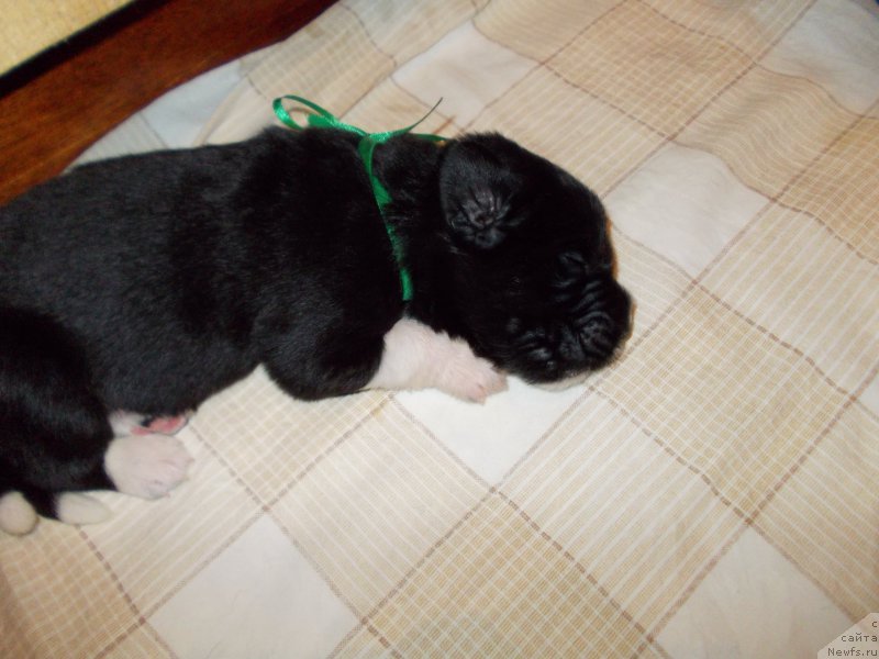 Фото: ньюфаундленд Rasmus Lenard Nord (Расмус Ленард Норд)