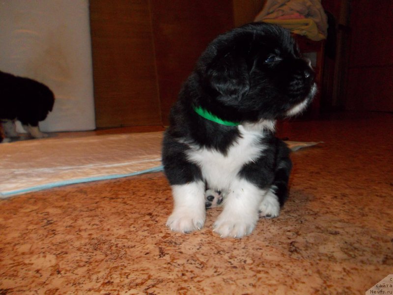 Фото: ньюфаундленд Rasmus Lenard Nord (Расмус Ленард Норд)