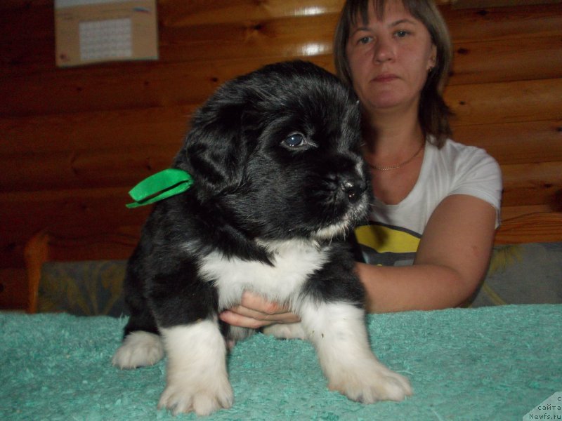 Фото: ньюфаундленд Rasmus Lenard Nord (Расмус Ленард Норд)