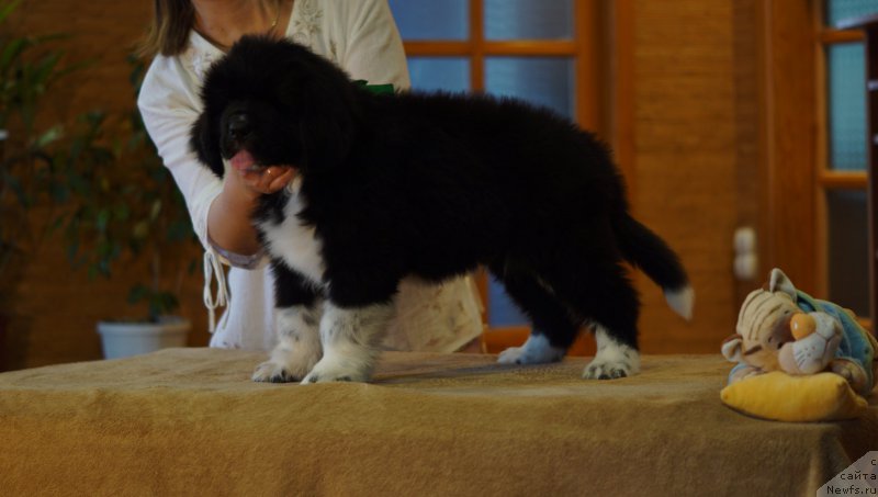 Фото: ньюфаундленд Rasmus Lenard Nord (Расмус Ленард Норд)