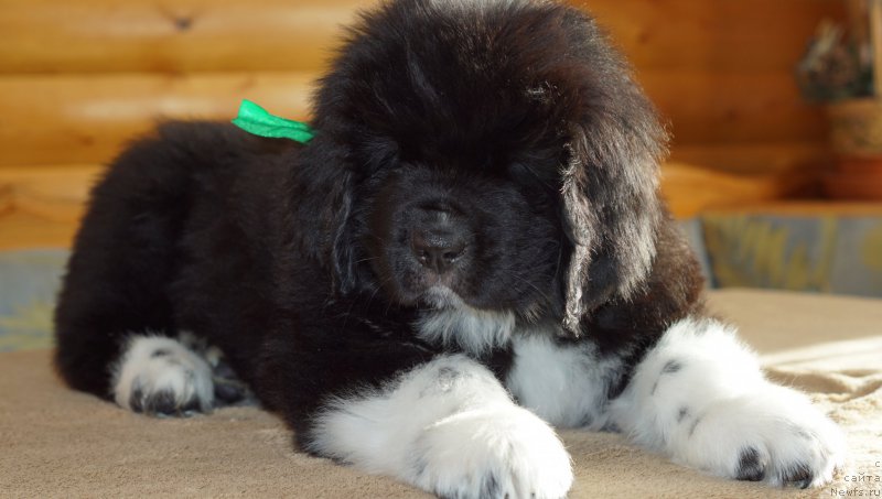 Фото: ньюфаундленд Rasmus Lenard Nord (Расмус Ленард Норд)