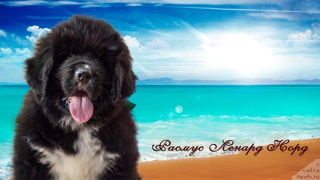 Фото: ньюфаундленд Rasmus Lenard Nord (Расмус Ленард Норд)