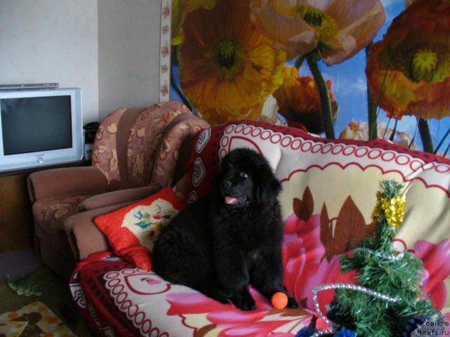 Фото: ньюфаундленд Plyushevaya Panda Mona-Liza (Плюшевая Панда Мона-Лиза)