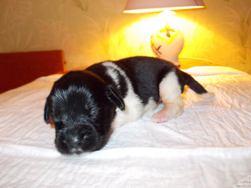 Фото: ньюфаундленд Rovena Vayt Levado (Ровена Вайт Левадо)