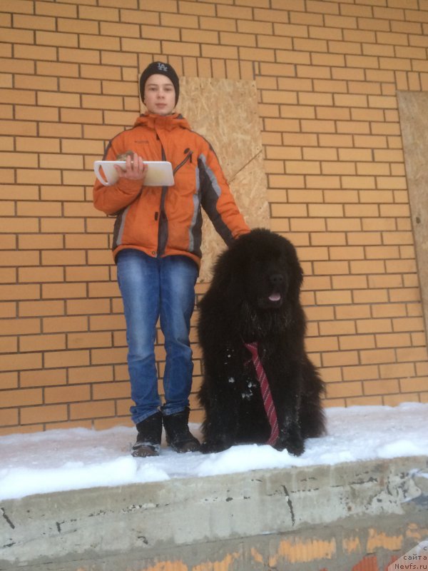 Фото: ньюфаундленд Sirius Bol'shoy Pes (Сириус Большой Пес)