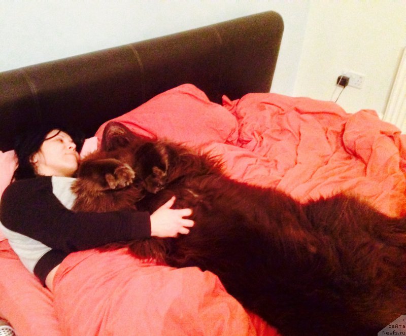 Фото: ньюфаундленд Nobl King May Lord Simba (Нобл Кинг Май Лорд Симба)