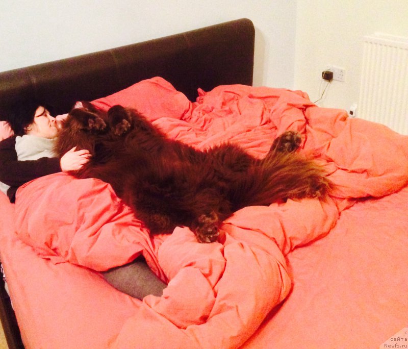 Фото: ньюфаундленд Nobl King May Lord Simba (Нобл Кинг Май Лорд Симба)