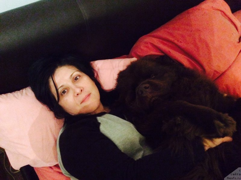 Фото: ньюфаундленд Nobl King May Lord Simba (Нобл Кинг Май Лорд Симба)