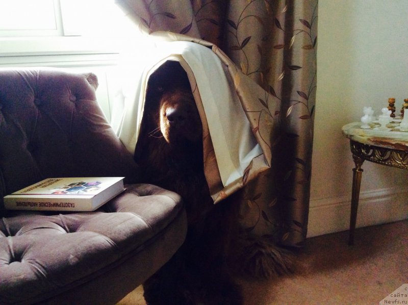 Фото: ньюфаундленд Nobl King May Lord Simba (Нобл Кинг Май Лорд Симба)