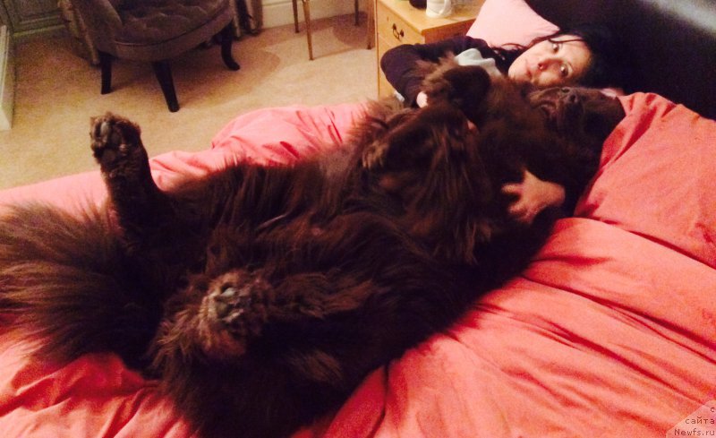 Фото: ньюфаундленд Nobl King May Lord Simba (Нобл Кинг Май Лорд Симба)