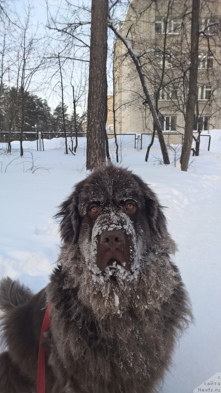 Фото: ньюфаундленд Brownblood MSK Zhanara Haya (Браунблад МСК Жанара Хайя)