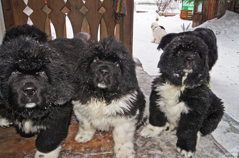 Фото: ньюфаундленд Super Bizon Tadj-Mahal (Супер Бизон Тадж-Махал), ньюфаундленд Super Bizon Tagor (Супер Бизон Тагор), ньюфаундленд Super Bizon Taissa (Супер Бизон Таисса)