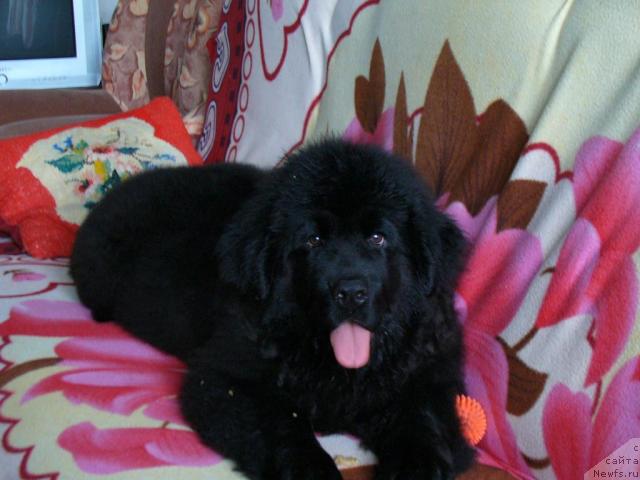 Фото: ньюфаундленд Plyushevaya Panda Mona-Liza (Плюшевая Панда Мона-Лиза)