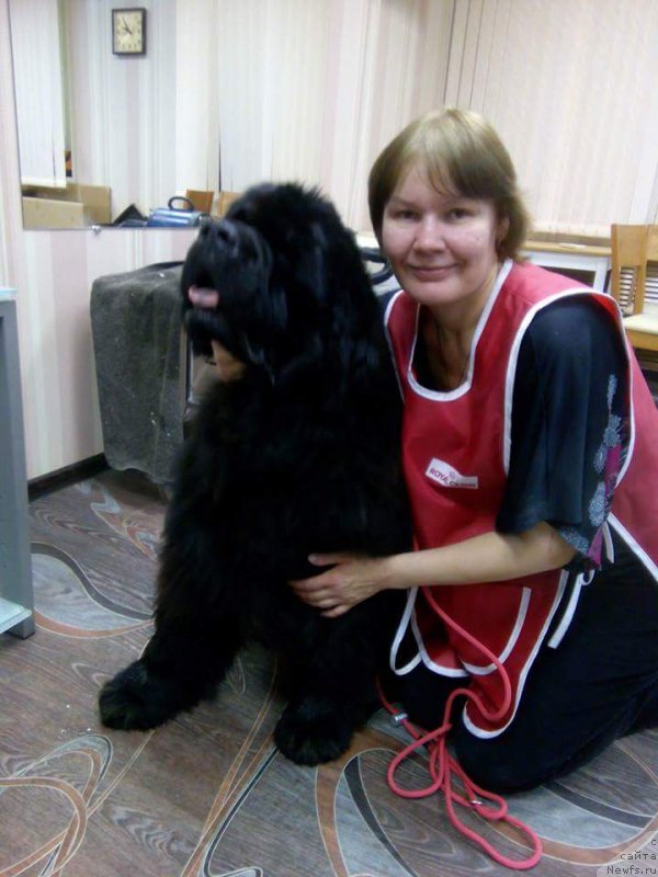 Фото: ньюфаундленд N'yufort Bestseller (Ньюфорт Бестселлер)