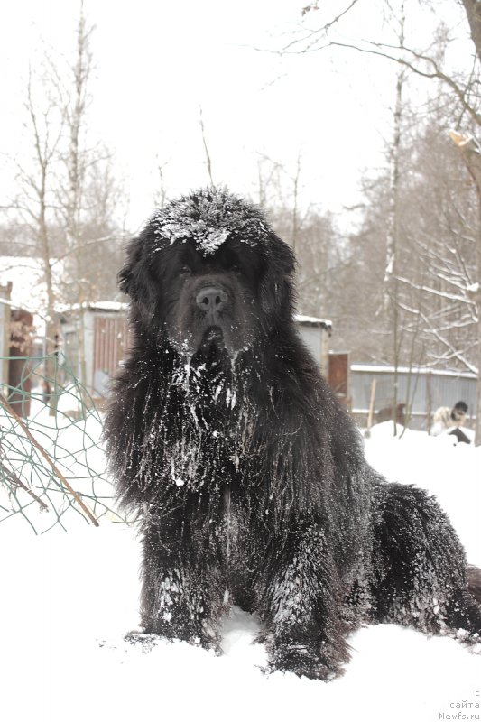 Фото: ньюфаундленд Callistos to Russia With Love