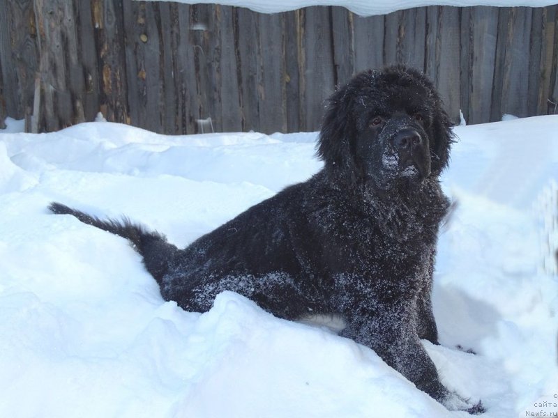 Фото: ньюфаундленд S'Nezhnaya Vjuga Van Gils Classik (С'Нежная Вьюга Ван Гилс Классик)