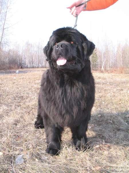 Фото: ньюфаундленд Dikaya Orchidea ot Sibirskogo Medvedja (Дикая Орхидея от Сибирского Медведя)