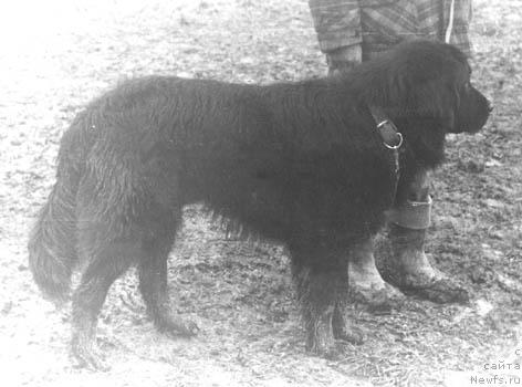 Фото: ньюфаундленд Grim Mariyel' Terra Nova (Грим Мариэль Терра Нова)