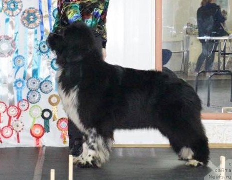 Фото: ньюфаундленд Everiya ot Sibirskogo Medvedya (Еверия от Сибирского Медведя)