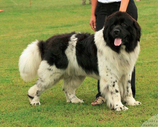 Фото: ньюфаундленд Vargas de la Massa Armando (Варгас Де Ла Масса Армандо)