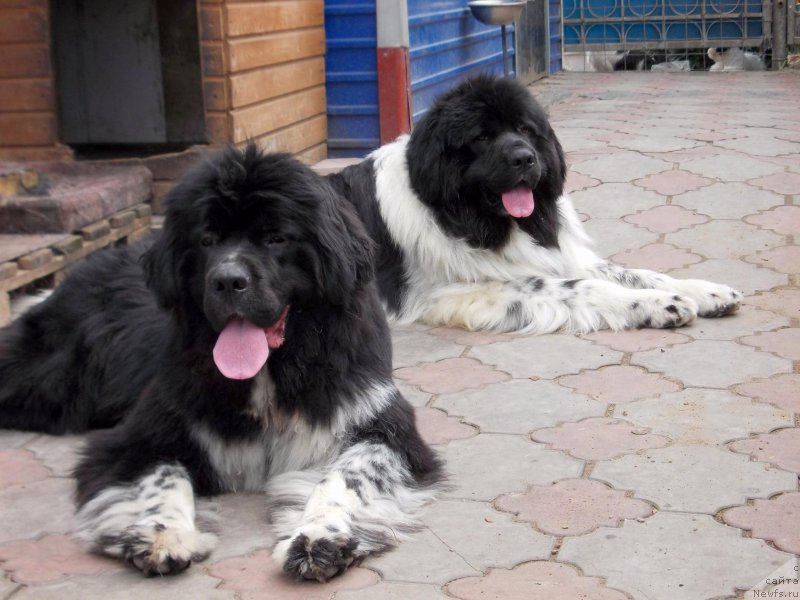 Фото: ньюфаундленд Everiya ot Sibirskogo Medvedya (Еверия от Сибирского Медведя), ньюфаундленд Vargas de la Massa Armando (Варгас Де Ла Масса Армандо)